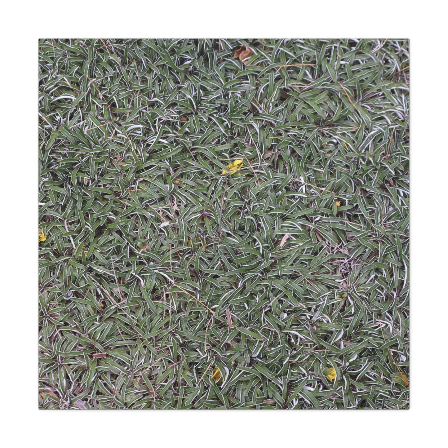 Tangled Memories - Unique Frameless Canvas Wall Art - Art By Earth