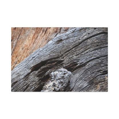 Tree Bark Texture - Unique Frameless Canvas Wall Art - Art By Earth