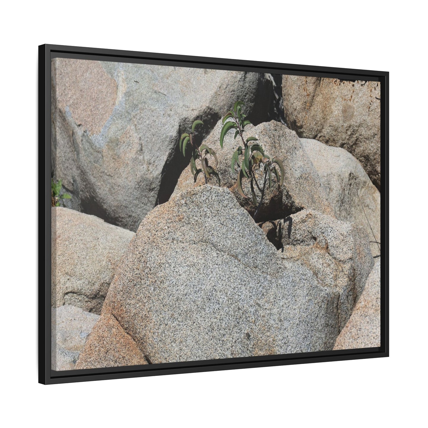 Desert Plant Thriving Among Rocks - Unique Stretched Canvas Wall Art