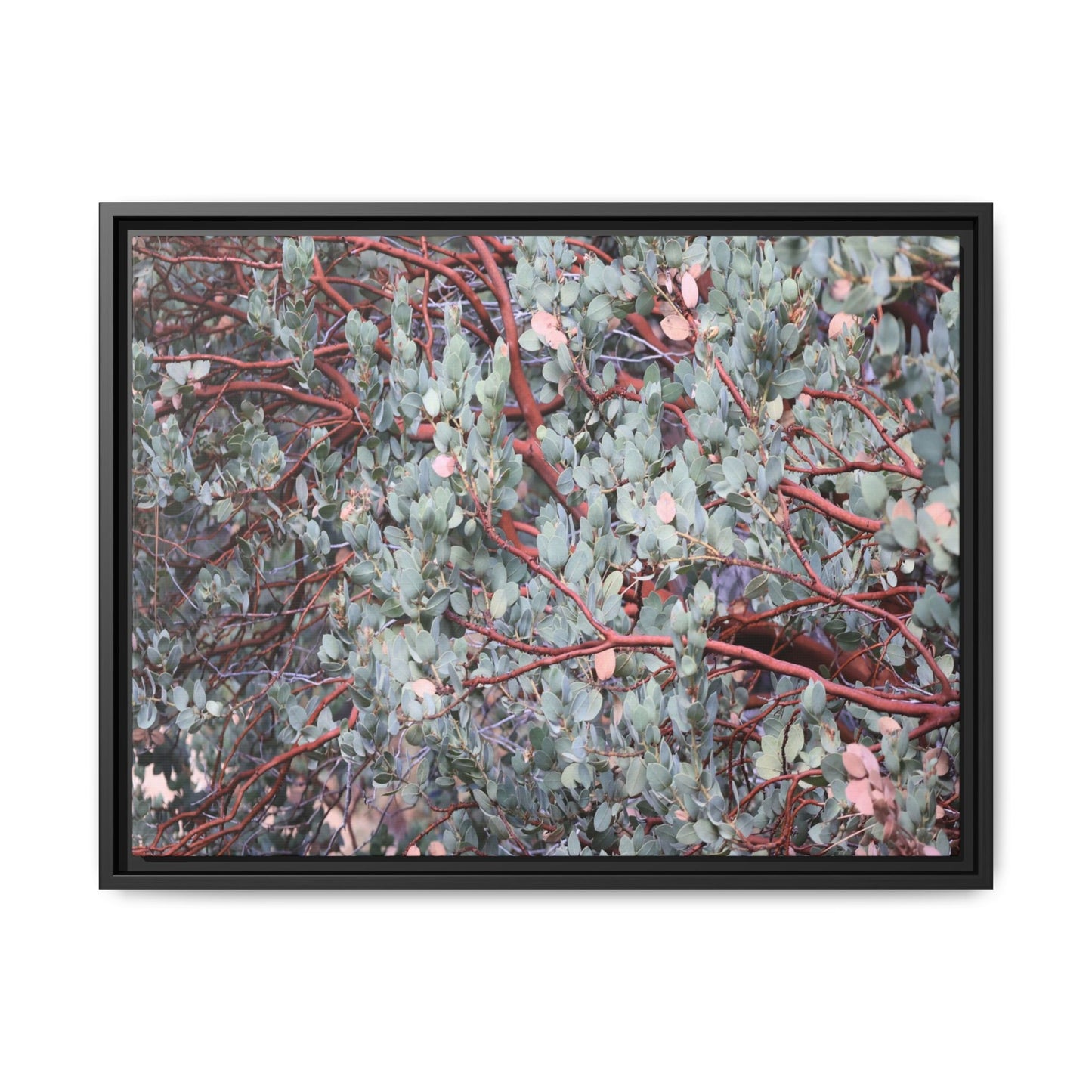 Whispers of Sage - Unique Stretched Canvas Wall Art - Art By Earth