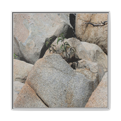 Desert Plant Thriving Among Rocks - Unique Stretched Canvas Wall Art