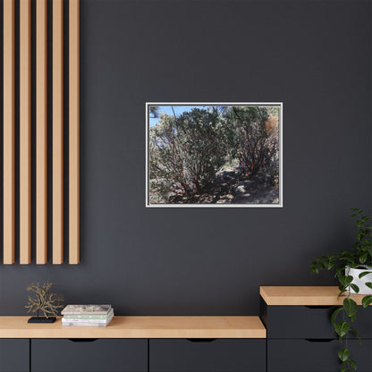 Desert Trail Through Blooming Manzanita - Unique Stretched Canvas Wall Art