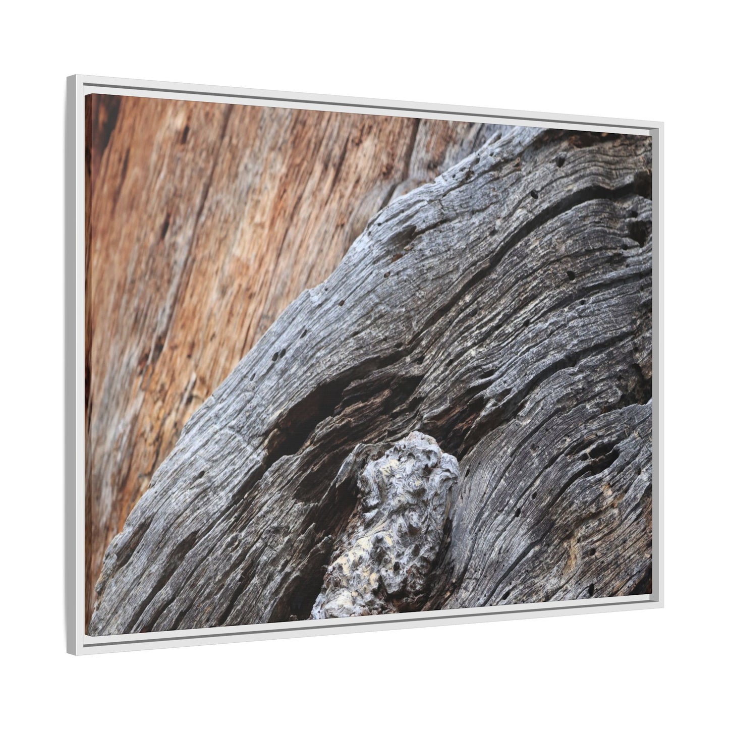 Time's Mark on Timber - Unique Stretched Canvas Wall Art - Art By Earth