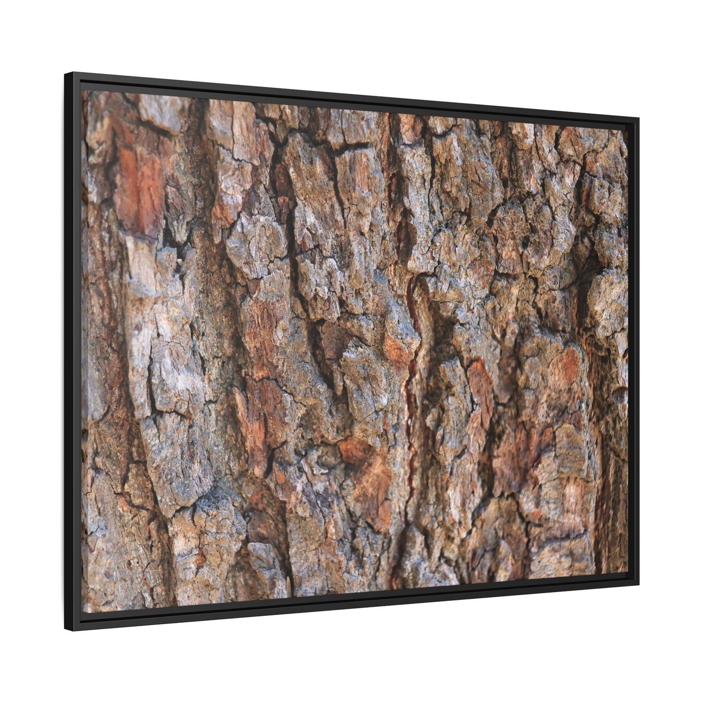 Tree's Timeworn Tale - Unique Stretched Canvas Wall Art - Art By Earth