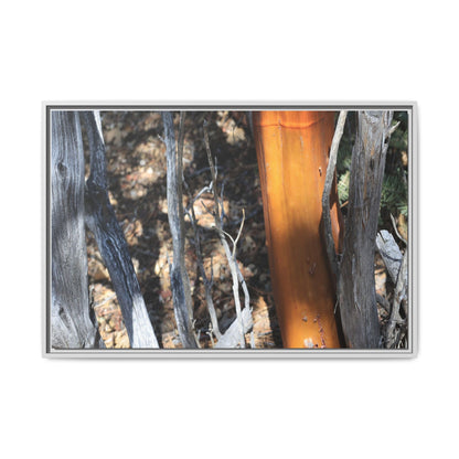Burnt Trees and Golden Trunk - Unique Stretched Canvas Wall Art