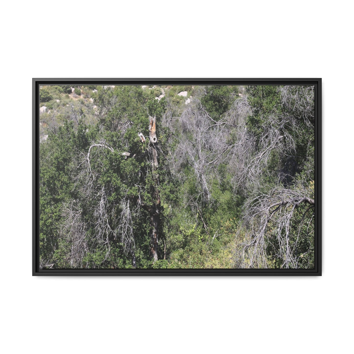 Forest Decline - Unique Stretched Canvas Wall Art
