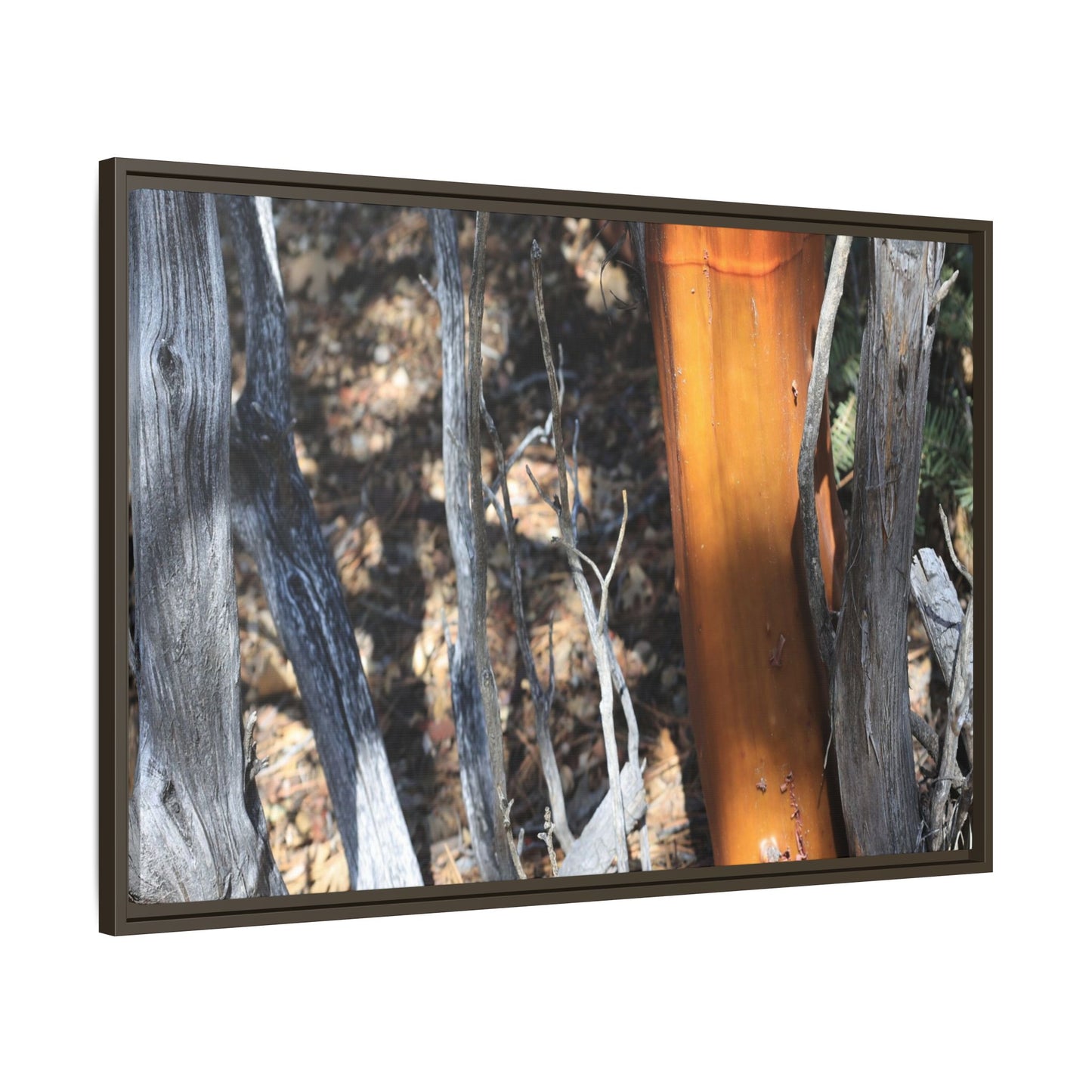 Burnt Trees and Golden Trunk - Unique Stretched Canvas Wall Art