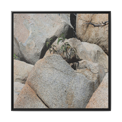 Desert Plant Thriving Among Rocks - Unique Stretched Canvas Wall Art