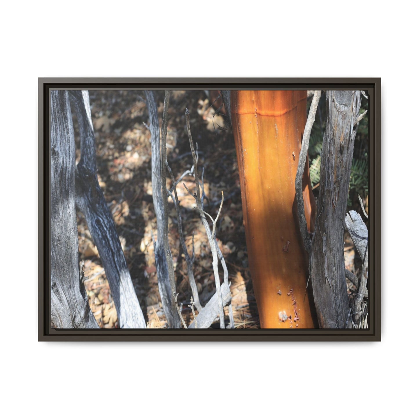 Burnt Trees and Golden Trunk - Unique Stretched Canvas Wall Art