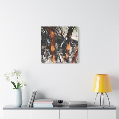 Peeling Bark of Ancient Trees - Unique Frameless Canvas Wall Art