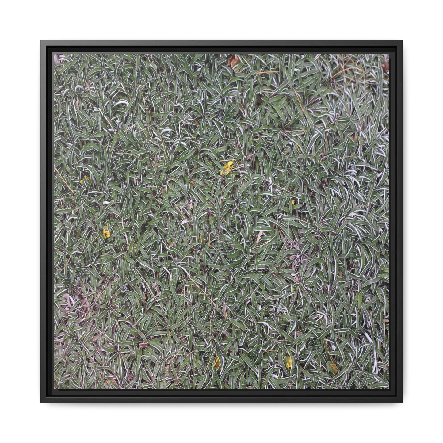 Grassy Texture - Unique Stretched Canvas Wall Art - Art By Earth