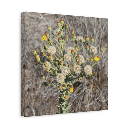 Whispers of the Dry Meadow - Unique Stretched Canvas Wall Art - Art By Earth