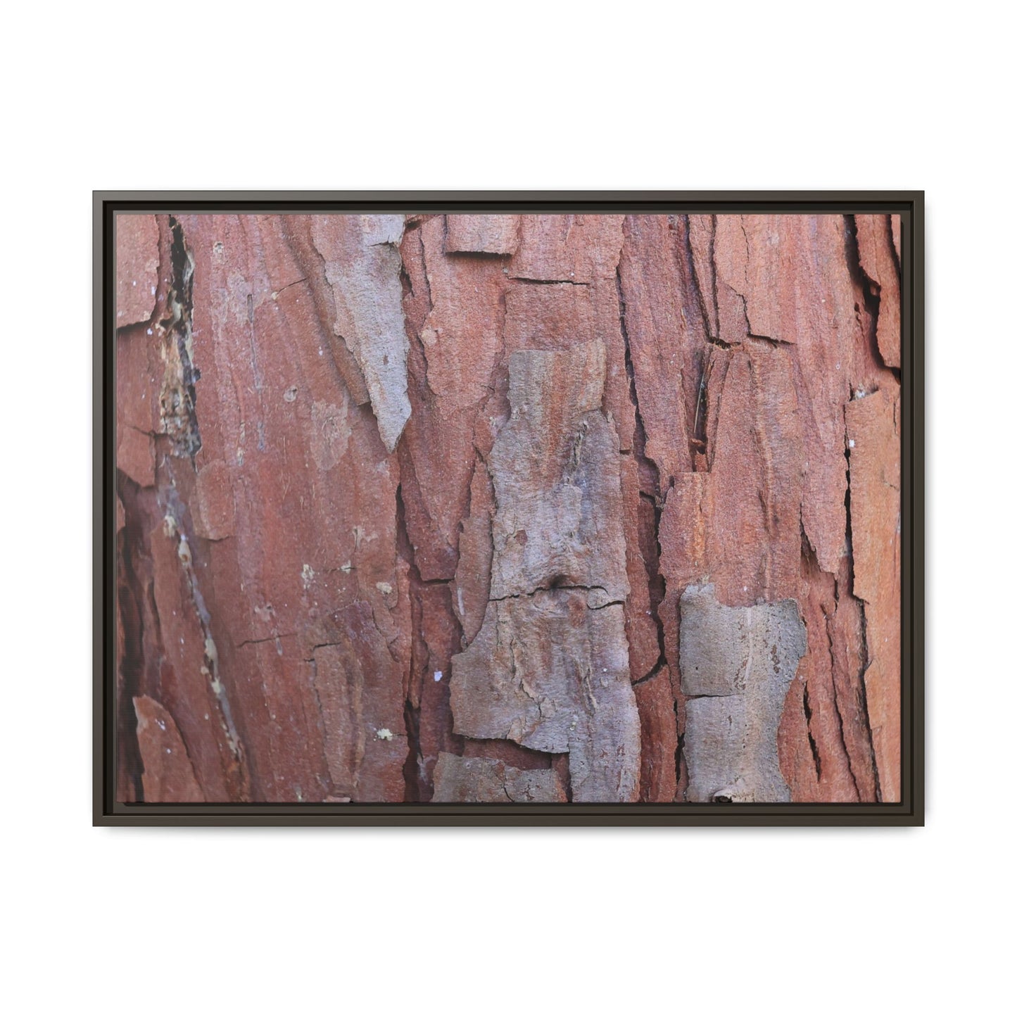 Peeling Bark - Unique Stretched Canvas Wall Art - Art By Earth