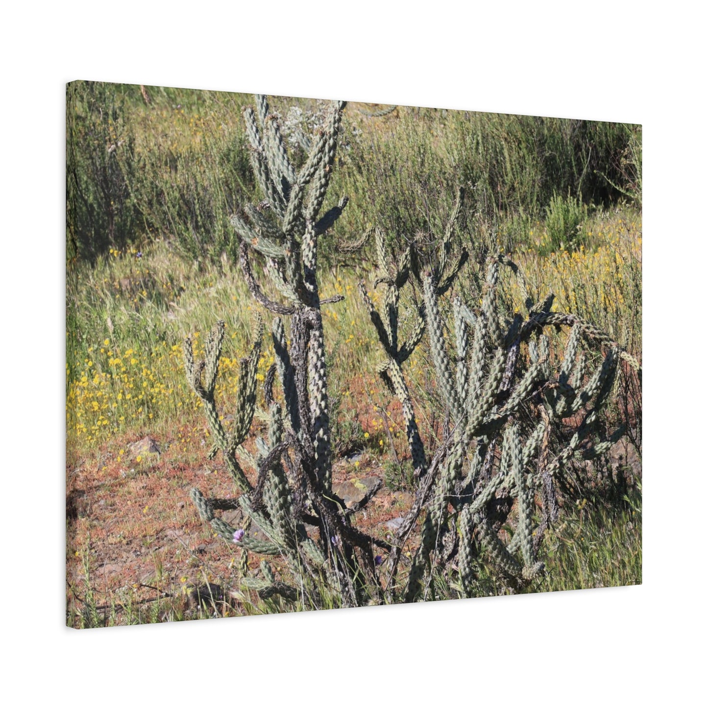 Desert Bloom in Shadow - Unique Frameless Canvas Wall Art - Art By Earth