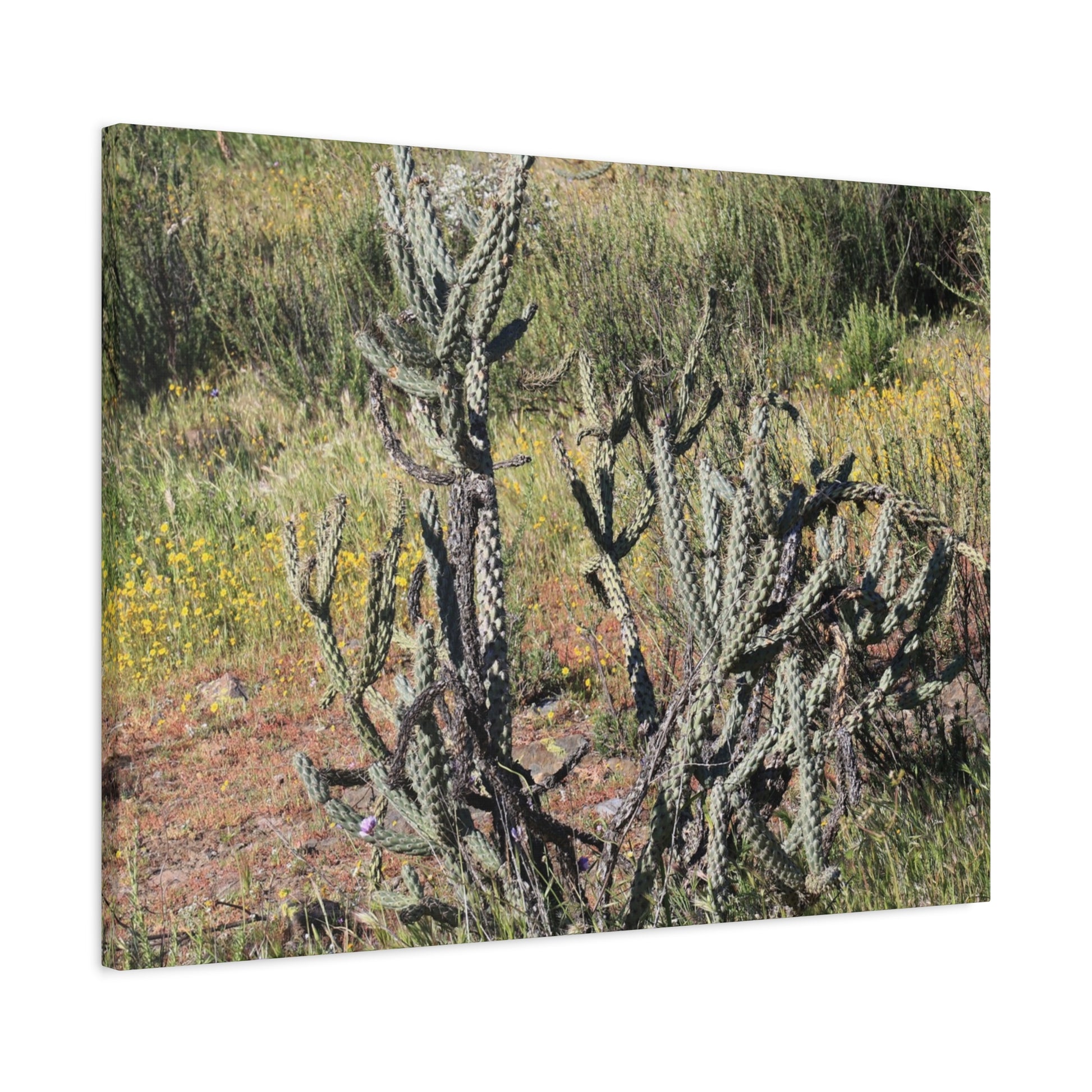 Desert Bloom in Shadow - Unique Frameless Canvas Wall Art - Art By Earth