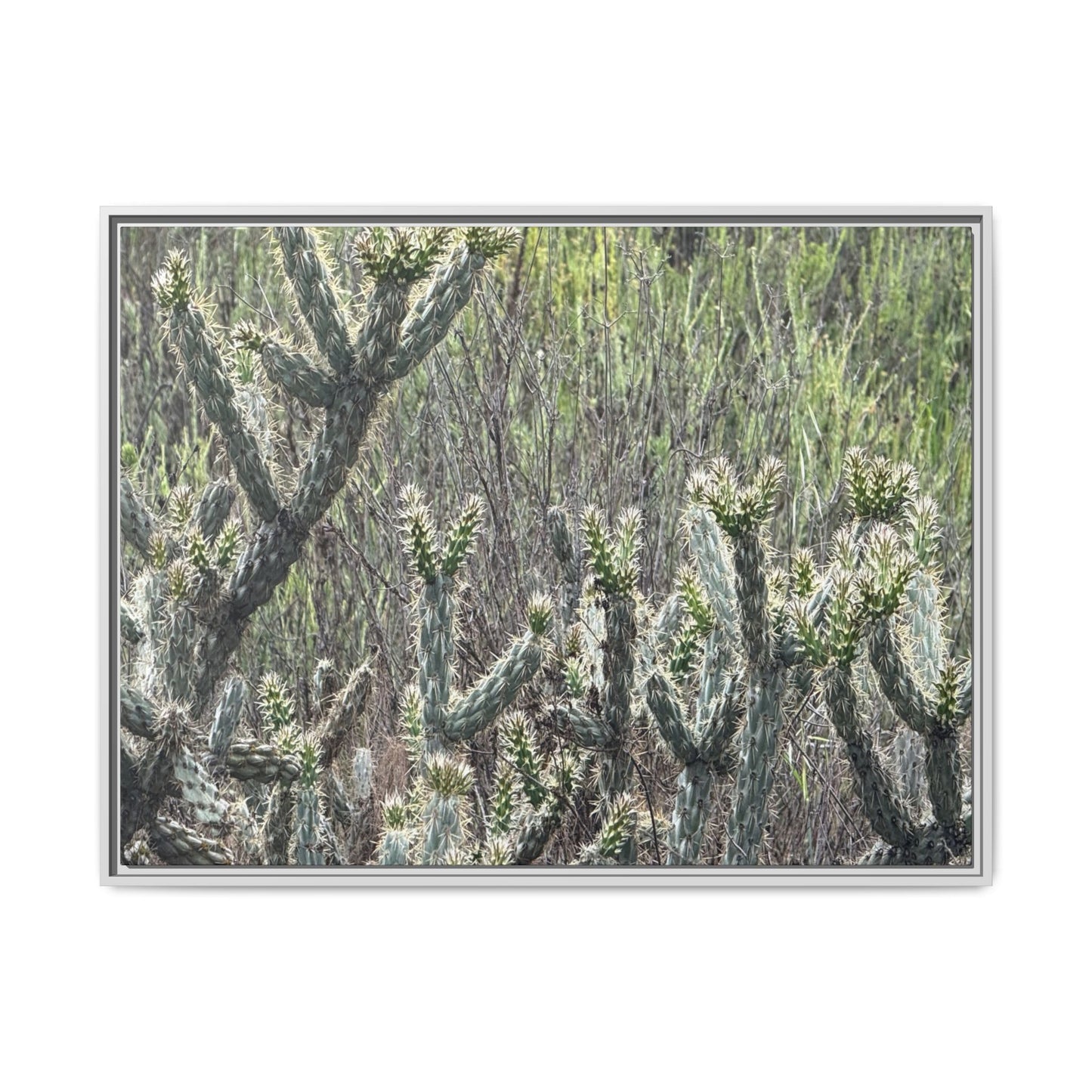 Prickly Paradise - Unique Stretched Canvas Wall Art - Art By Earth