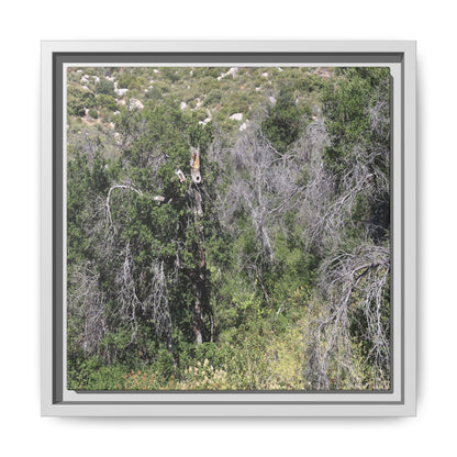 Forest Decline - Unique Stretched Canvas Wall Art
