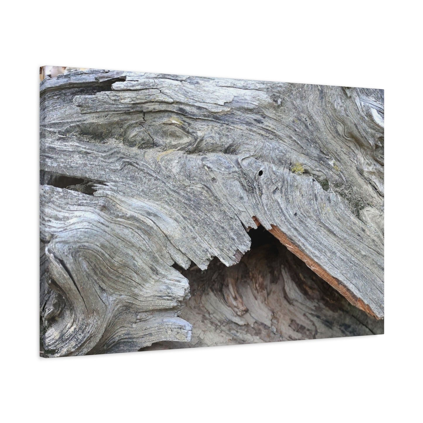Whispers of Ancient Wood - Unique Frameless Canvas Wall Art - Art By Earth
