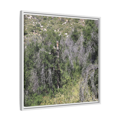 Forest Decline - Unique Stretched Canvas Wall Art