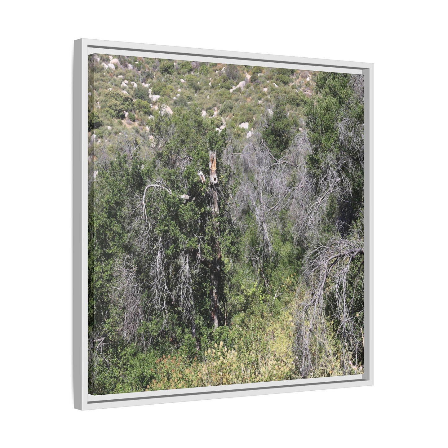 Forest Decline - Unique Stretched Canvas Wall Art