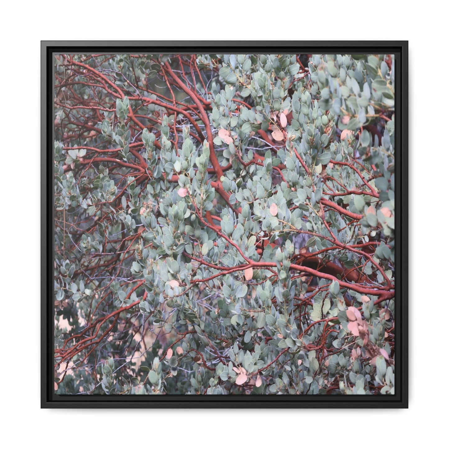 Whispers of Sage - Unique Stretched Canvas Wall Art - Art By Earth