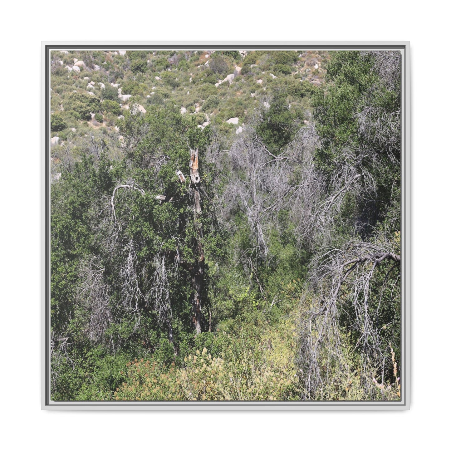 Forest Decline - Unique Stretched Canvas Wall Art