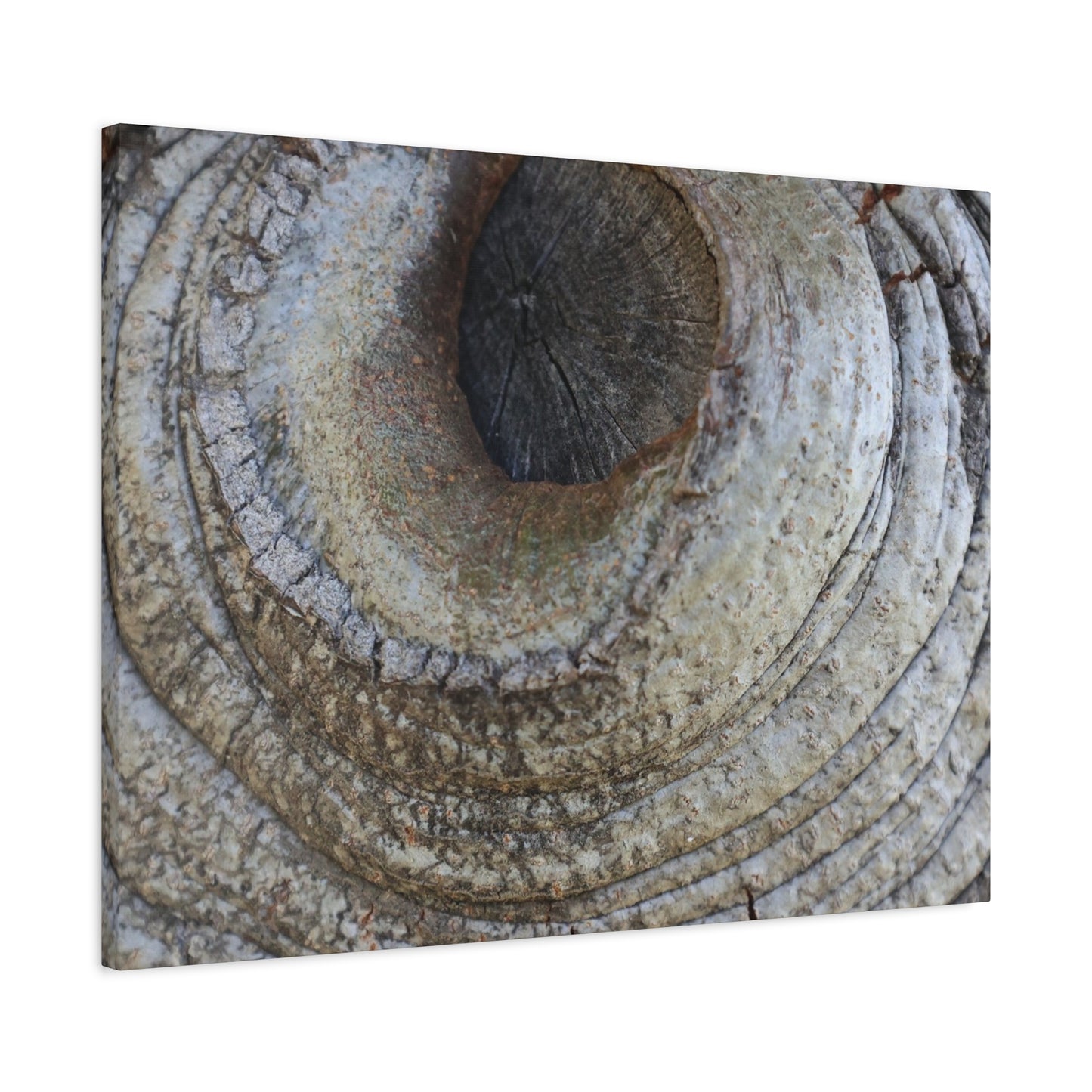 Bark's Eye - Unique Frameless Canvas Wall Art - Art By Earth