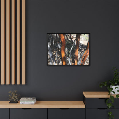 Eucalyptus Grove - Unique Stretched Canvas Wall Art