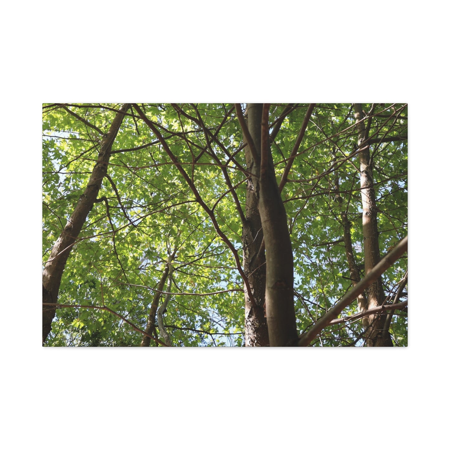 Canopy of Light - Unique Frameless Canvas Wall Art