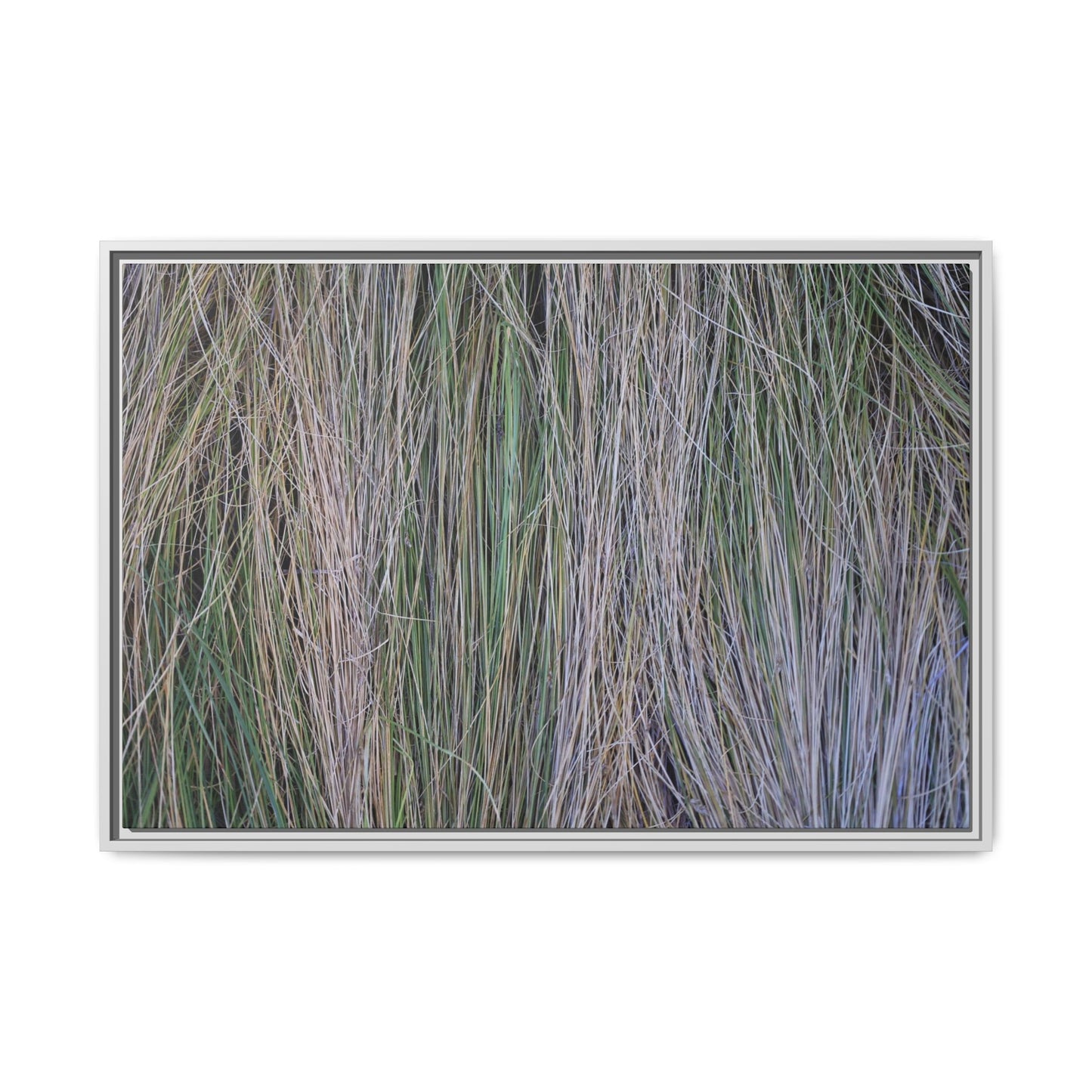 Whispers of Silver Grass - Unique Stretched Canvas Wall Art - Art By Earth