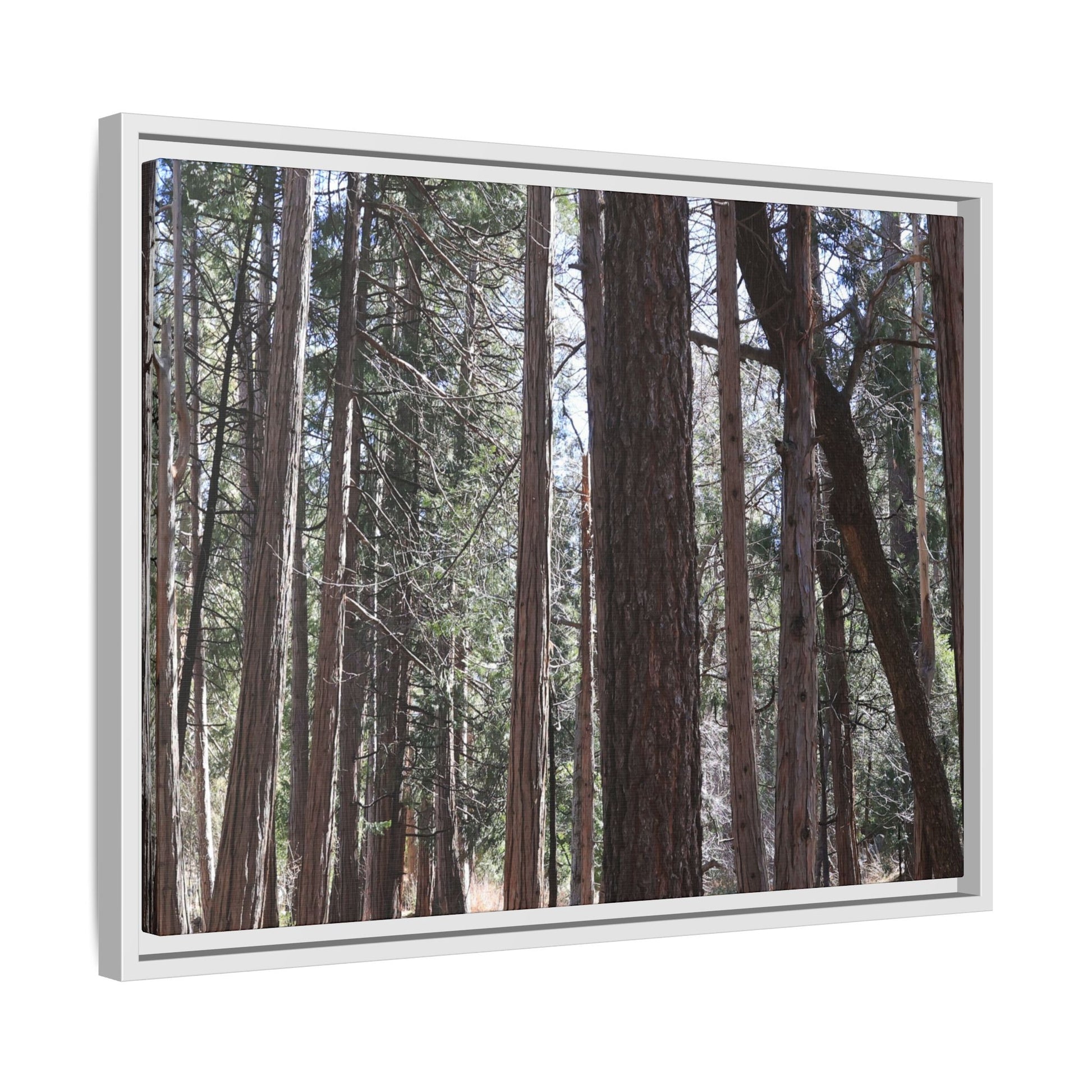 Forest Cathedral - Unique Stretched Canvas Wall Art - Art By Earth
