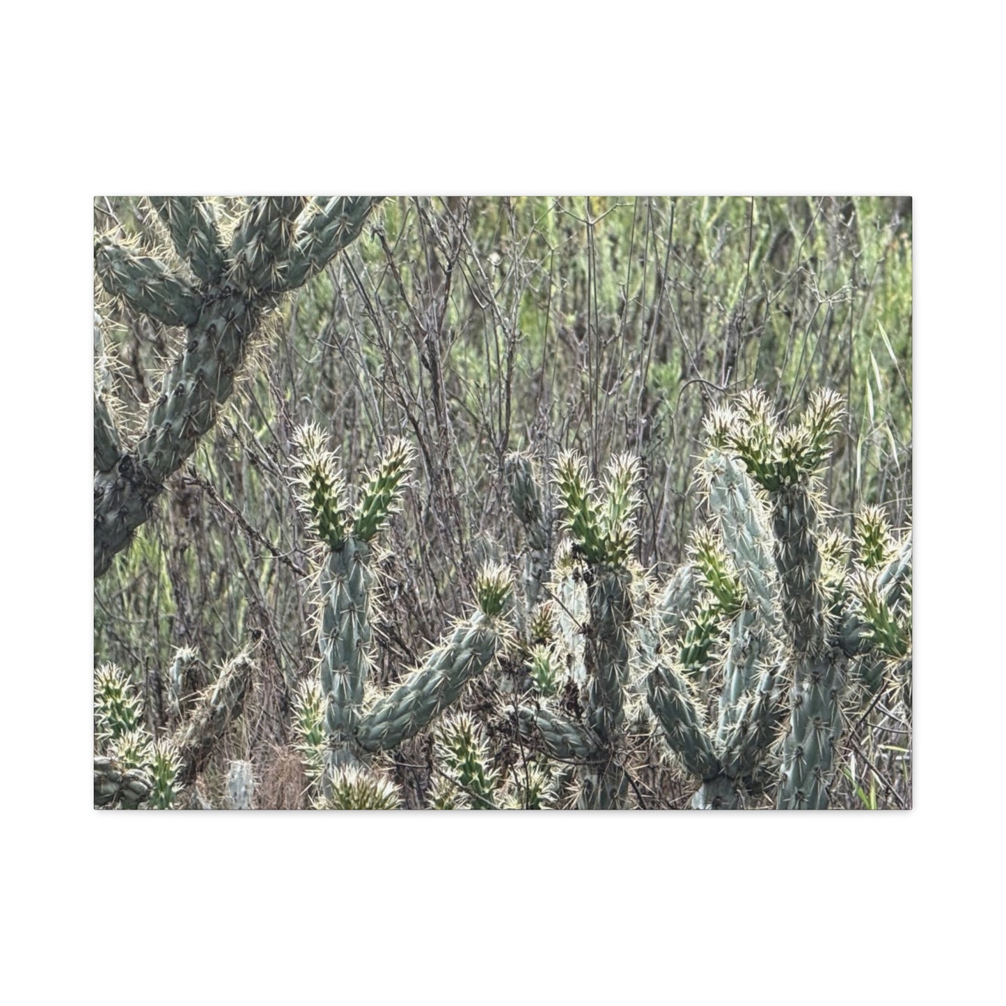 Spiny Sentinels - Unique Frameless Canvas Wall Art - Art By Earth