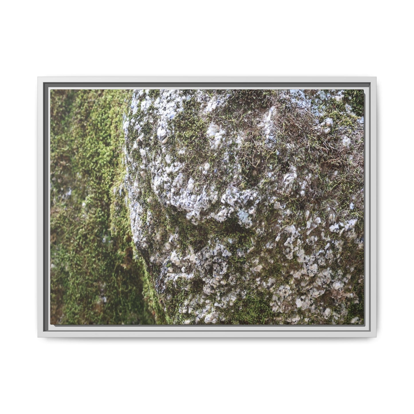 Lichen Landscape - Unique Stretched Canvas Wall Art - Art By Earth