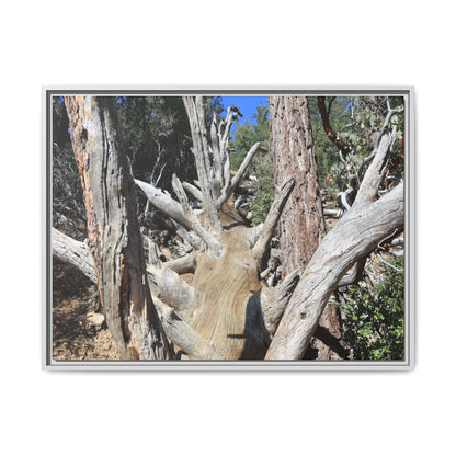 Forest Sentinels - Unique Stretched Canvas Wall Art