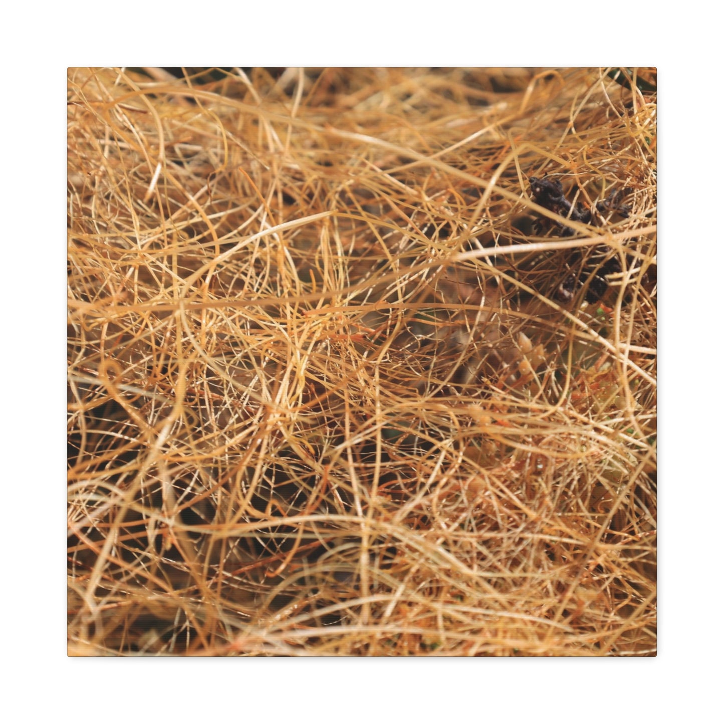 Dry Grass - Unique Frameless Canvas Wall Art - Art By Earth
