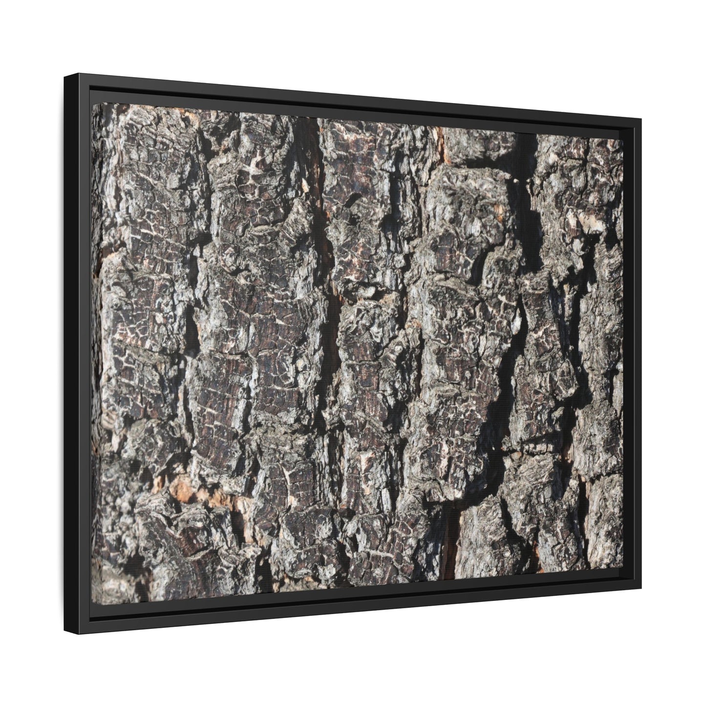 Bark Study in Gray - Unique Stretched Canvas Wall Art - Art By Earth