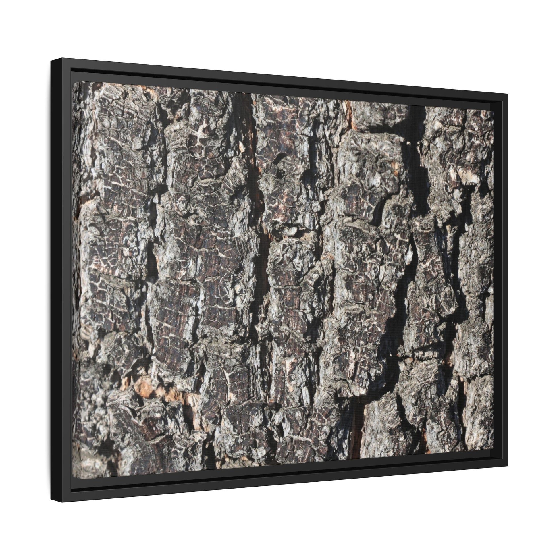 Bark Study in Gray - Unique Stretched Canvas Wall Art - Art By Earth
