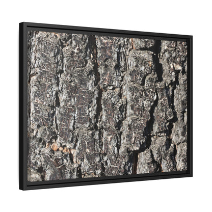 Bark Study in Gray - Unique Stretched Canvas Wall Art - Art By Earth