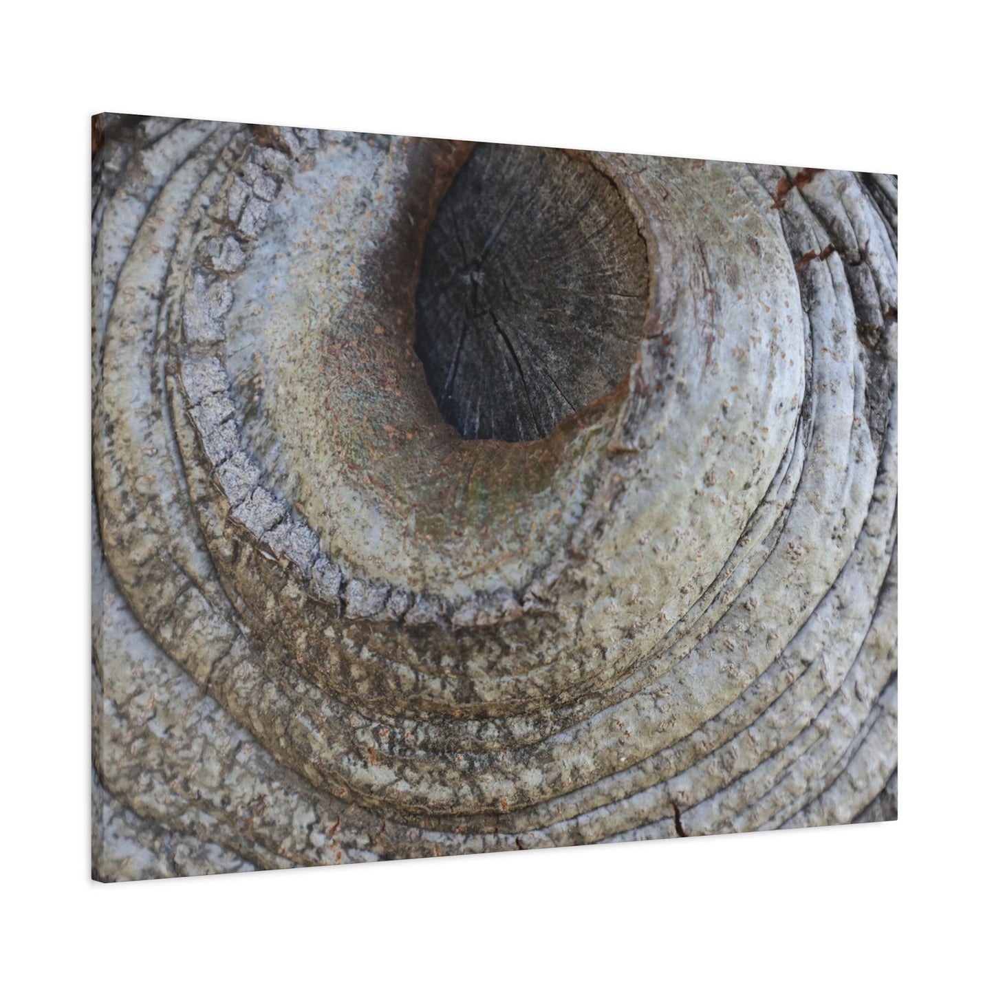 Bark's Eye - Unique Frameless Canvas Wall Art - Art By Earth