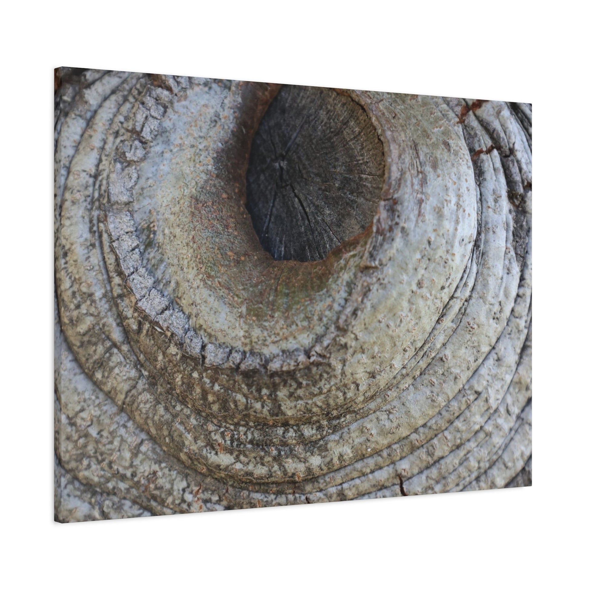 Bark's Eye - Unique Frameless Canvas Wall Art - Art By Earth