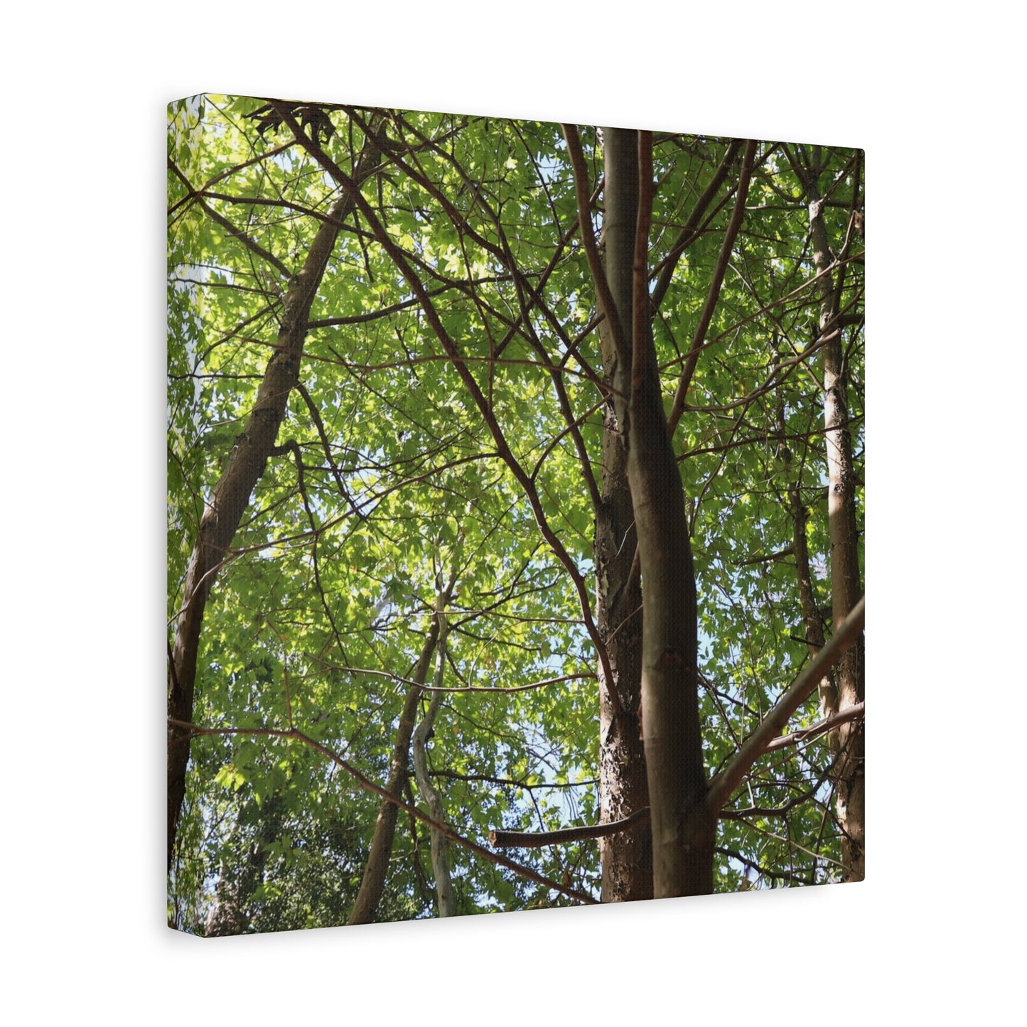 Canopy of Light - Unique Frameless Canvas Wall Art