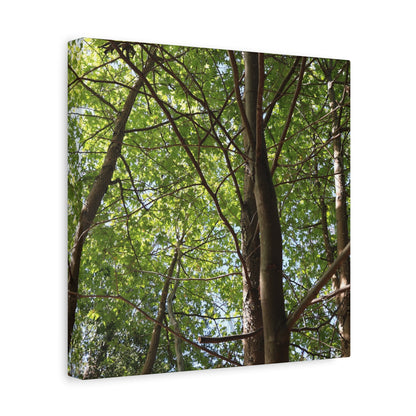 Canopy of Light - Unique Frameless Canvas Wall Art