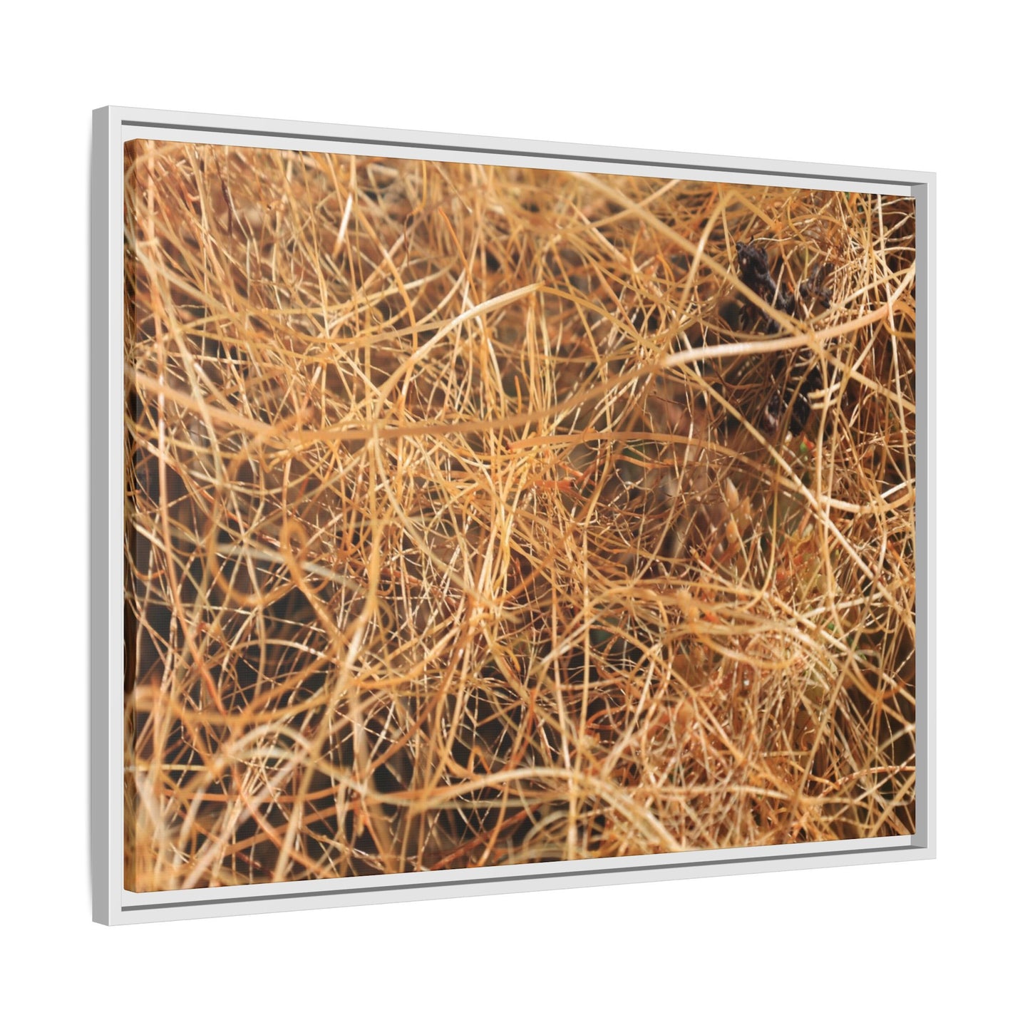 Dried Grass - Unique Stretched Canvas Wall Art - Art By Earth