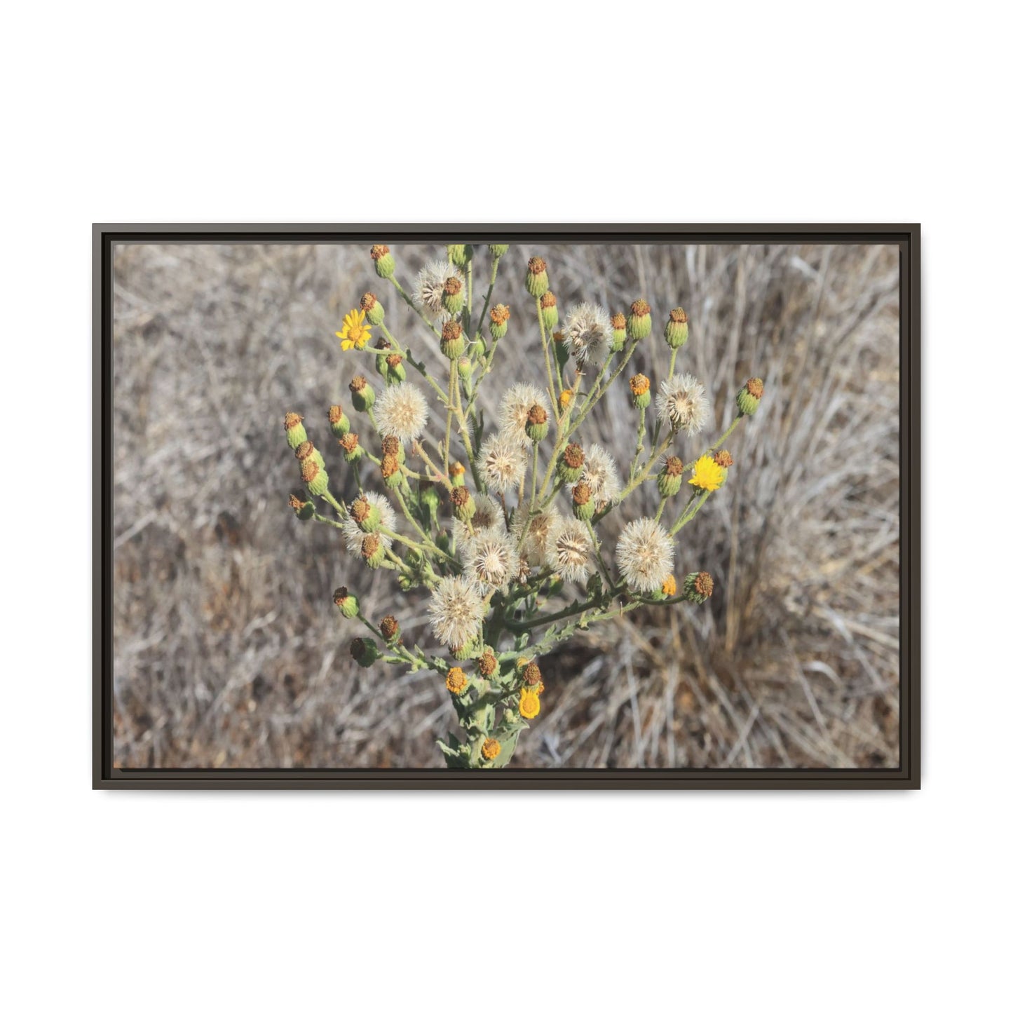 Whispers of the Dry Grass - Unique Stretched Canvas Wall Art - Art By Earth