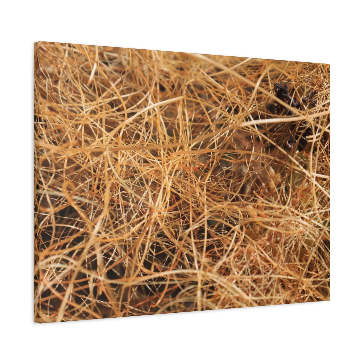 Dry Grass - Unique Frameless Canvas Wall Art - Art By Earth