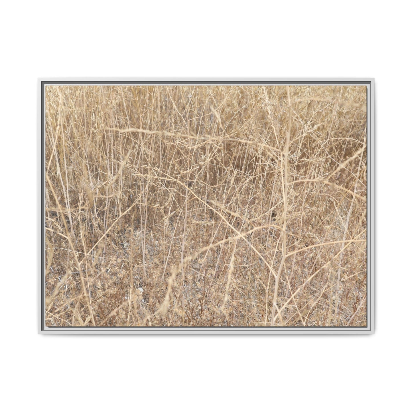 Golden Stalks - Unique Stretched Canvas Wall Art - Art By Earth