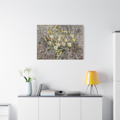 Whispers of the Dry Meadow - Unique Stretched Canvas Wall Art - Art By Earth