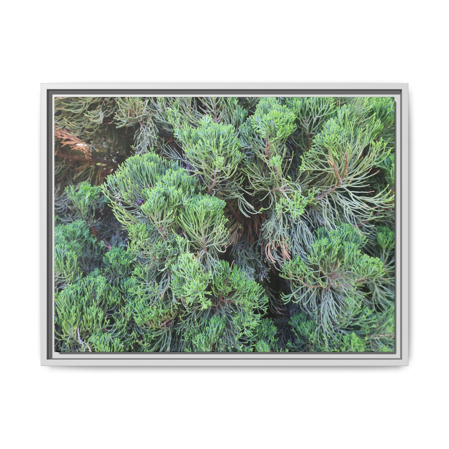 Verdant Whispers - Unique Stretched Canvas Wall Art - Art By Earth