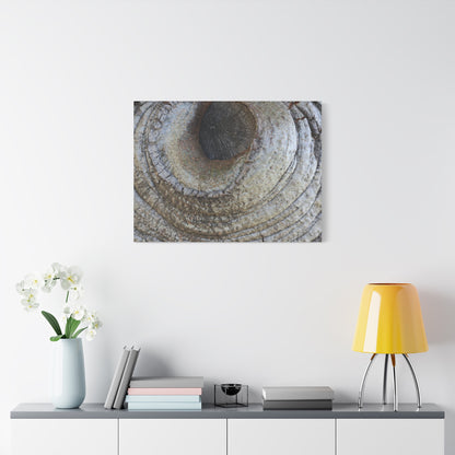Bark's Eye - Unique Frameless Canvas Wall Art - Art By Earth