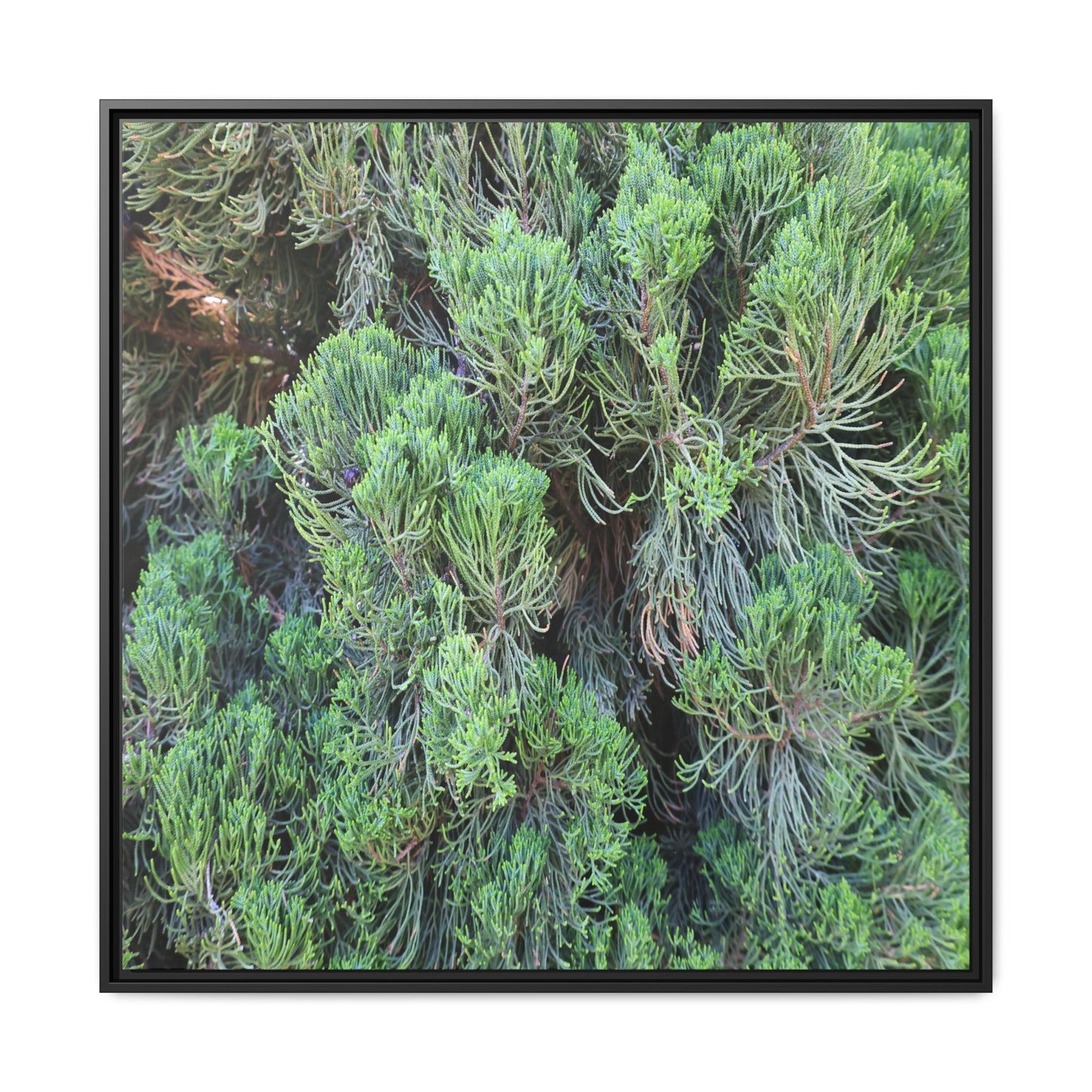 Verdant Whispers - Unique Stretched Canvas Wall Art - Art By Earth